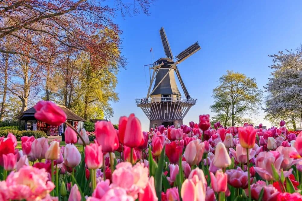 Keukenhof kiedy najlepiej jechać, aby zobaczyć tulipany w pełnym rozkwicie